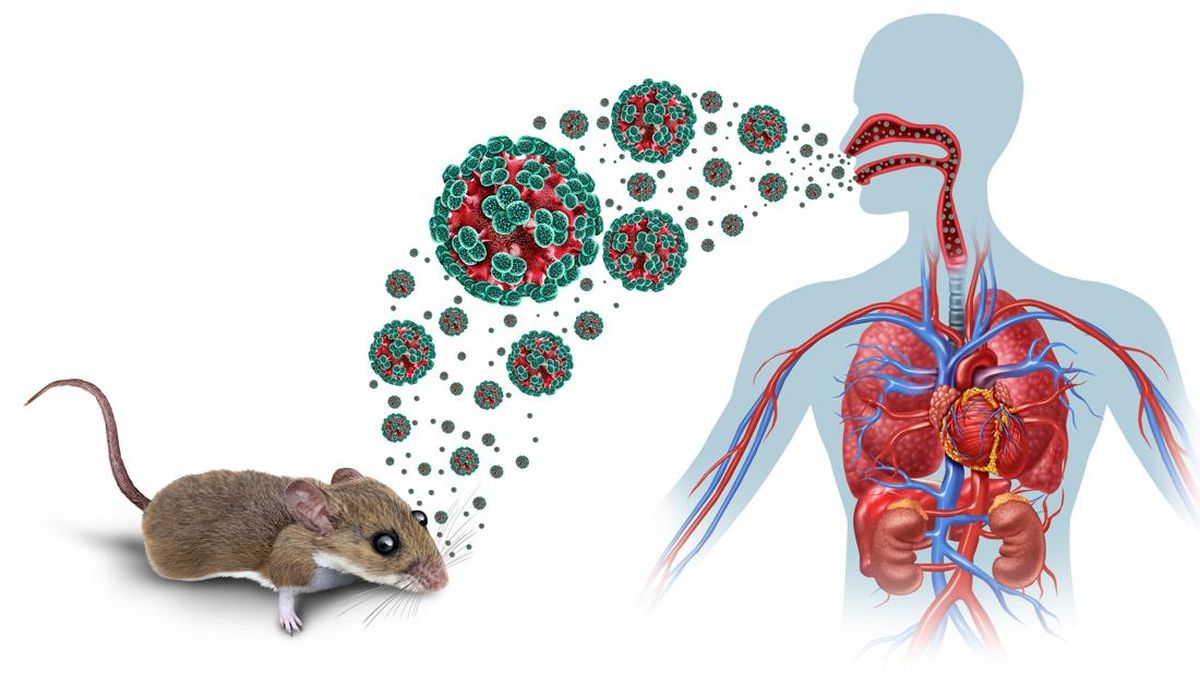 Hantavirus Indonesia