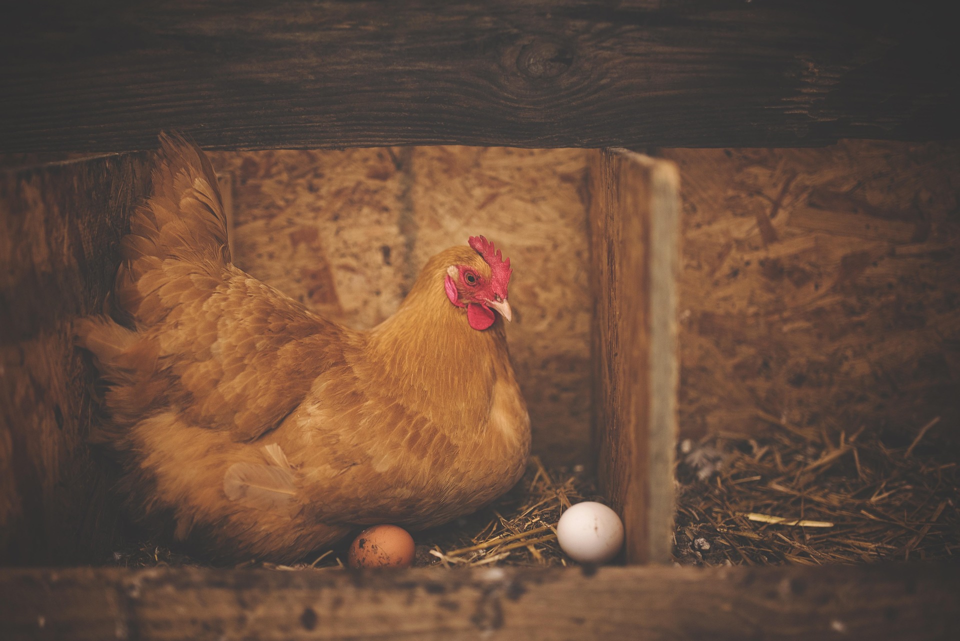 Divorce Chicken