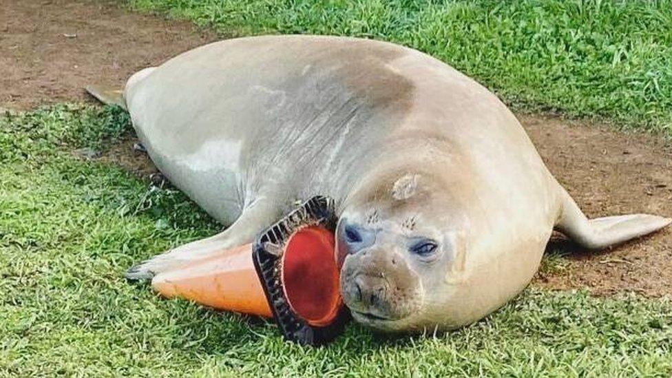 Neil the seal