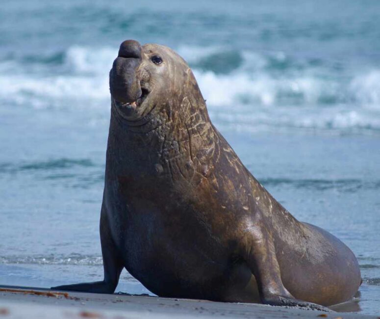 Southern seal