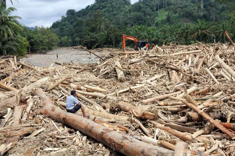orangutan deaths cause