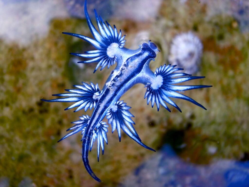 A collage of bizarre animals representing a newly discovered new species in the wild.
