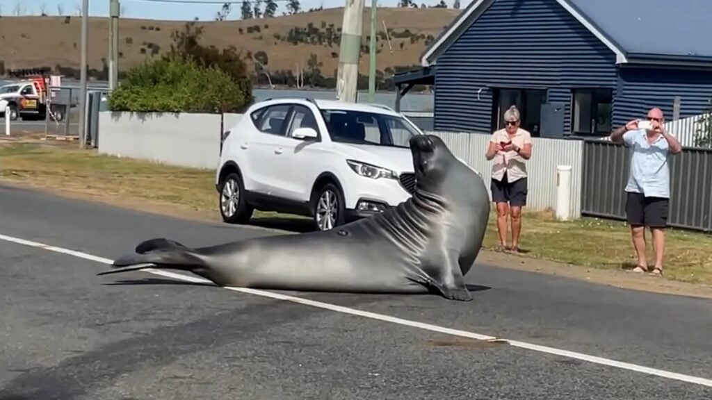 Neil the seal