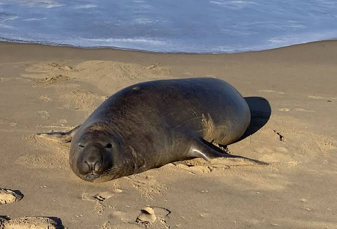 Neil the seal