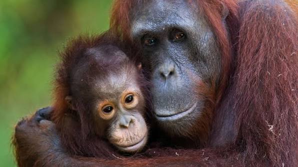 orangutan deaths