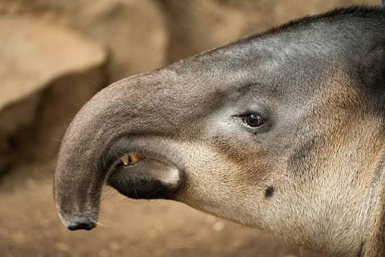tapir indonesia