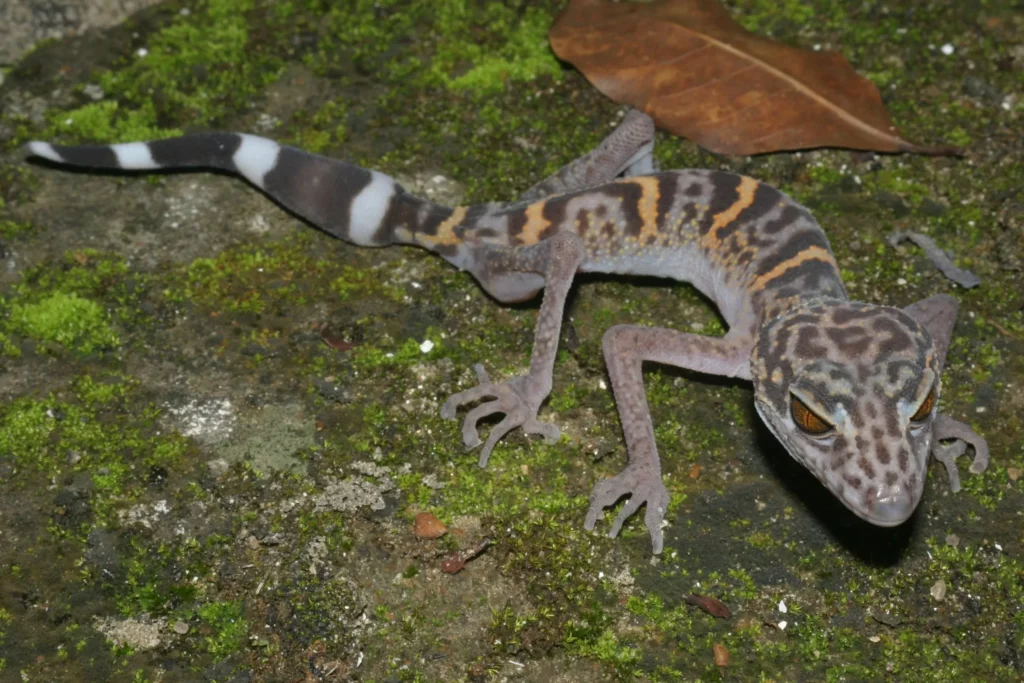 New Species