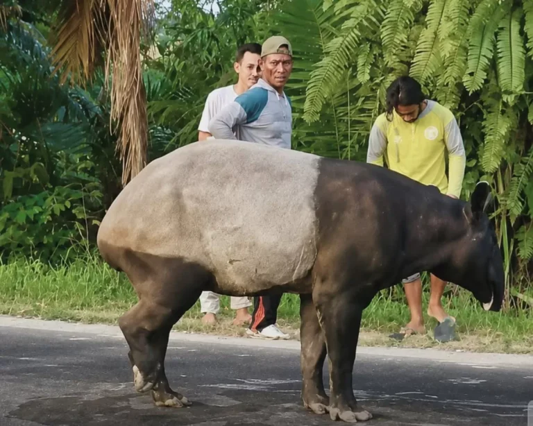 Tapir Indonesia